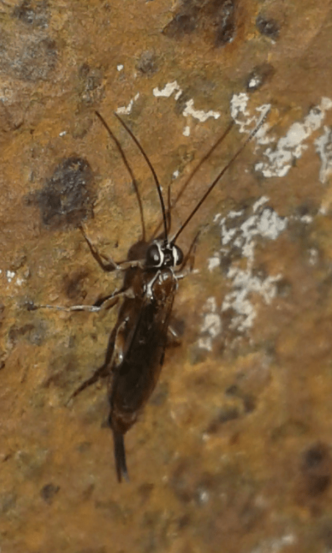 Ichneumonidae ; forse Clistopyga sp.?